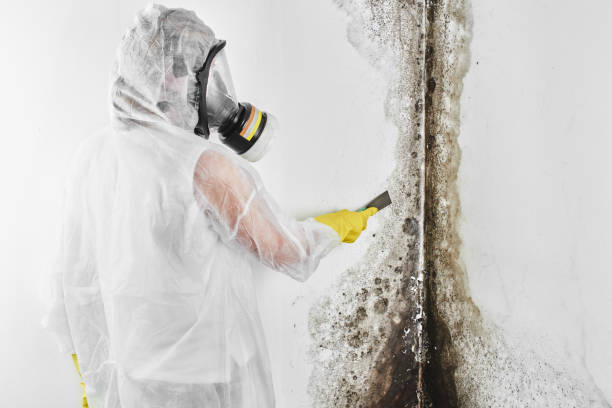 Best Attic Mold Remediation in Fort Sumner, NM