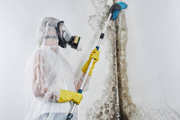 Best Emergency Mold Remediation in Fort Sumner, NM