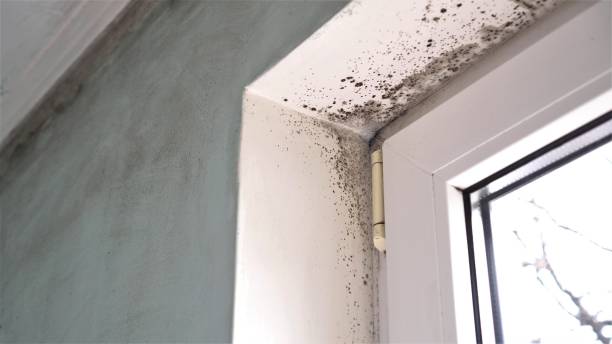 Best Mold Testing and Inspection Services in Fort Sumner, NM