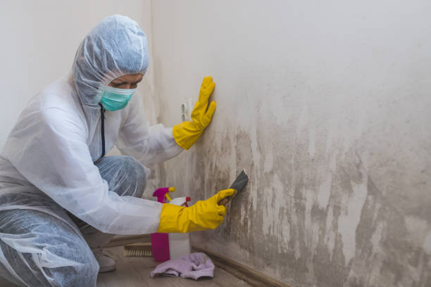 Best Health and Safety Mold Remediation in Fort Sumner, NM