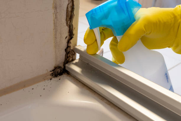 Best Preventive Mold Services in Fort Sumner, NM