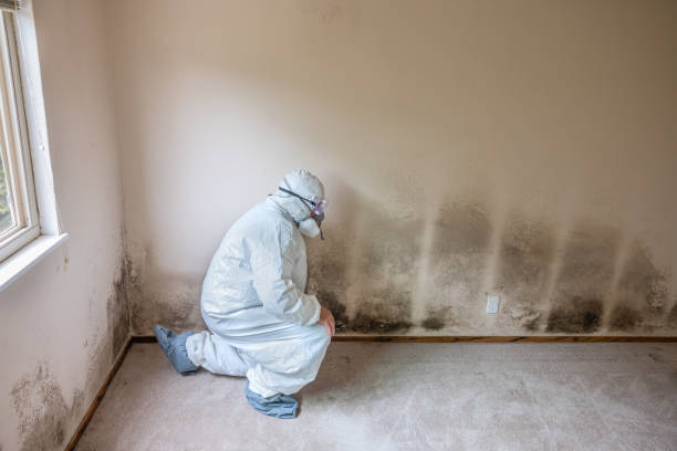 Best White Mold Remediation in Fort Sumner, NM