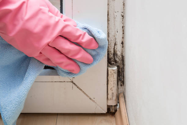 Best Attic Mold Remediation in Fort Sumner, NM