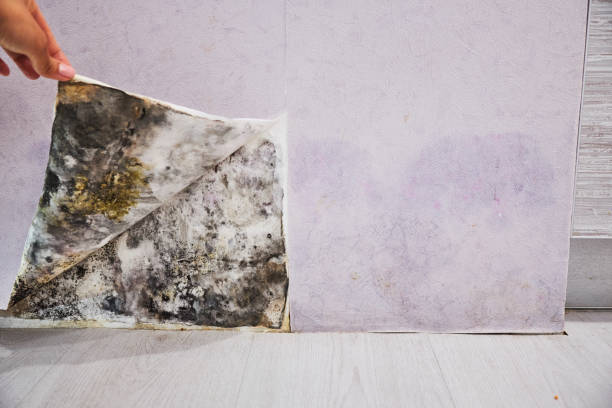 Best Kitchen Mold Remediation in Fort Sumner, NM